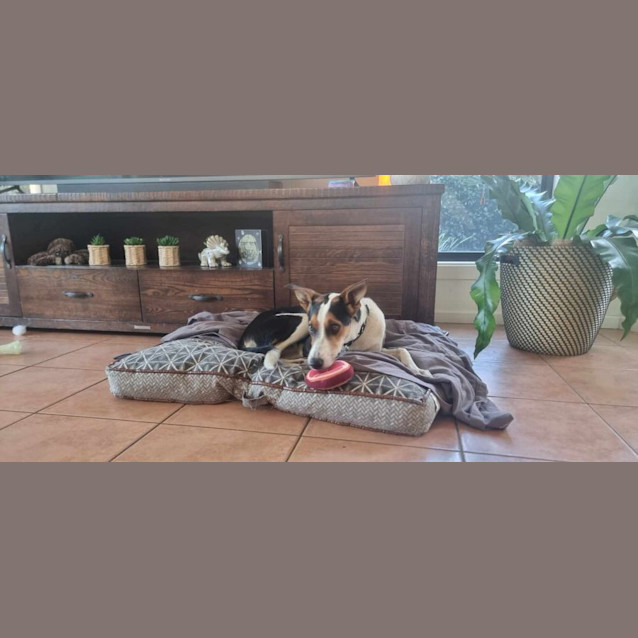 Photo of Millie 