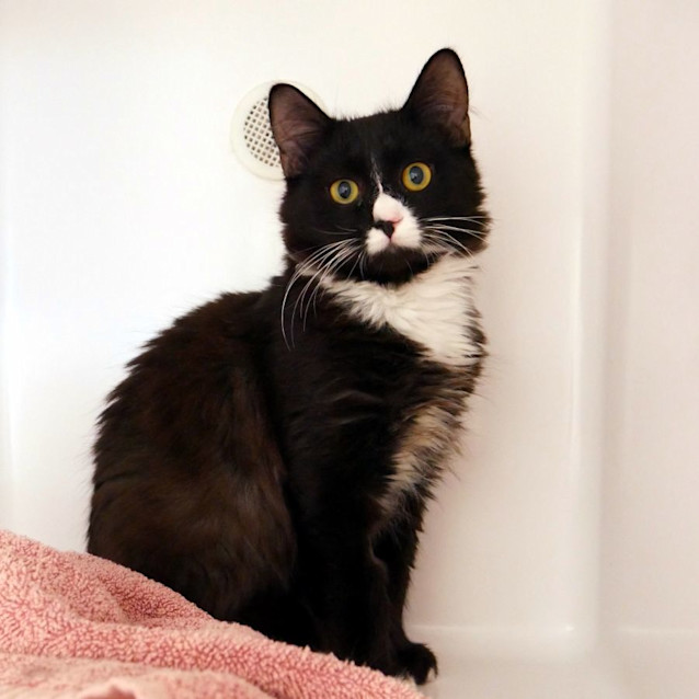 Photo of Harlow Stk012321