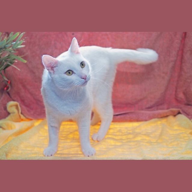 Photo of Buddy