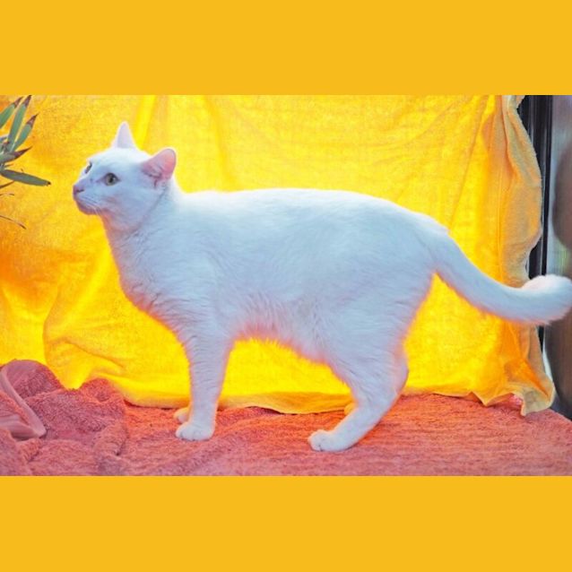 Photo of Buddy