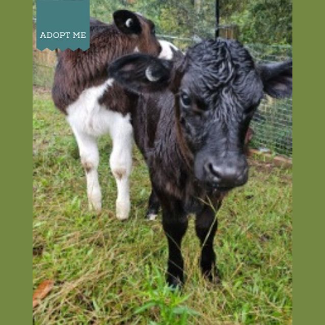 Photo of Colton, Dexter And Dante