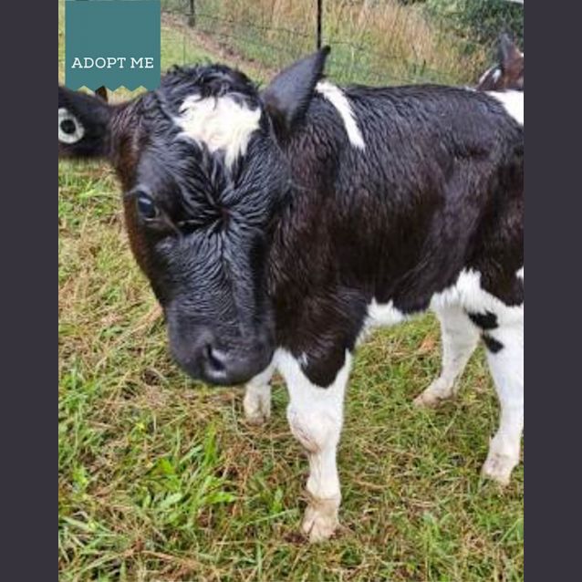 Photo of Colton, Dexter And Dante