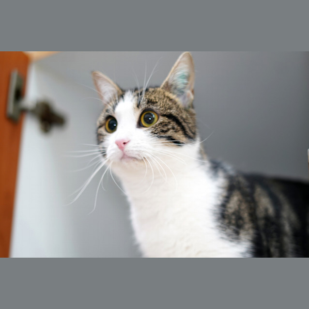 Photo of Mouse