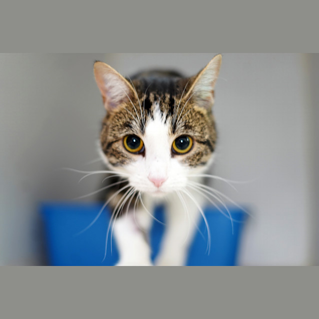 Photo of Mouse