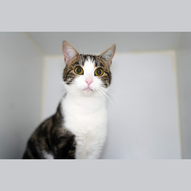 Photo of Mouse