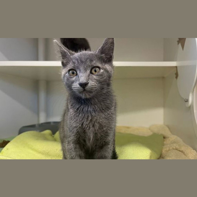 Photo of Snips