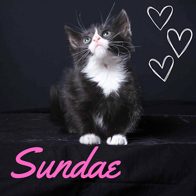 Photo of Sundae