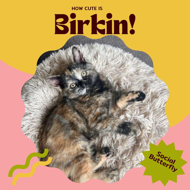 Photo of Birkin