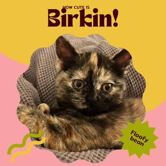 Photo of Birkin