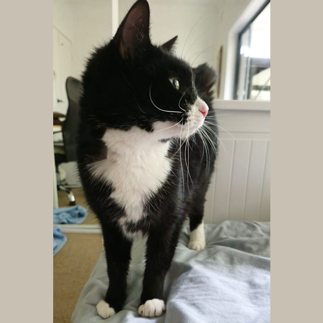 Photo of Cheryl   Now At Pet Quarters Glendale!