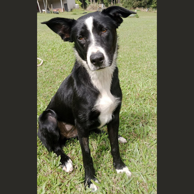 Photo of Flick