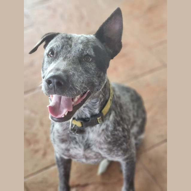 Photo of Bluey