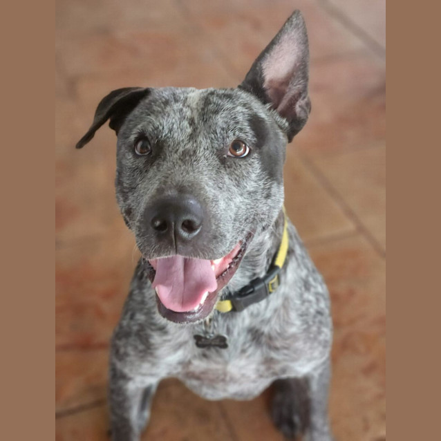 Photo of Bluey