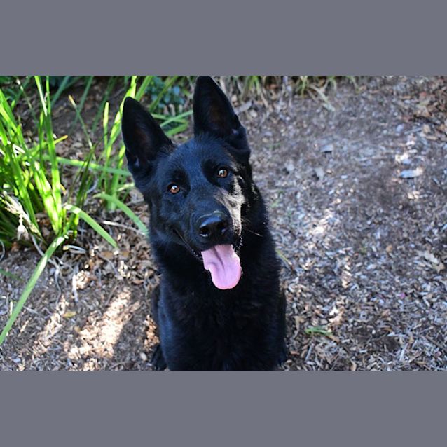 Photo of Vader