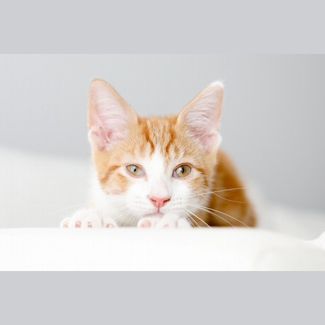 Photo of Gingerbread