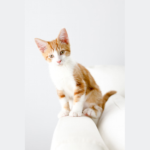 Photo of Gingerbread