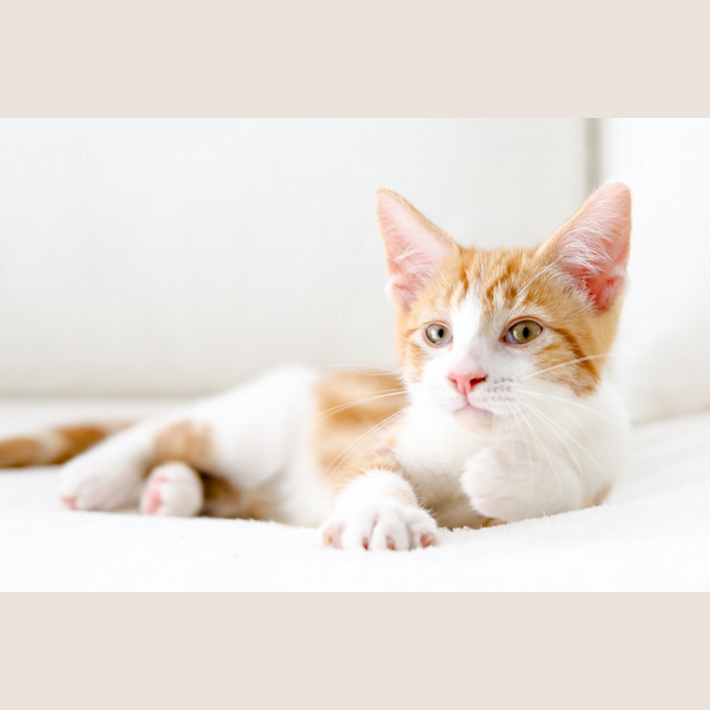 Photo of Gingerbread