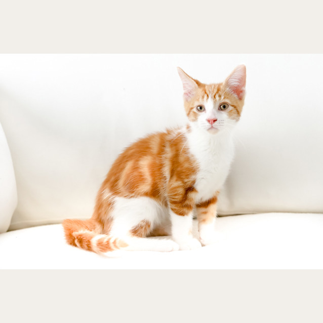 Photo of Gingerbread