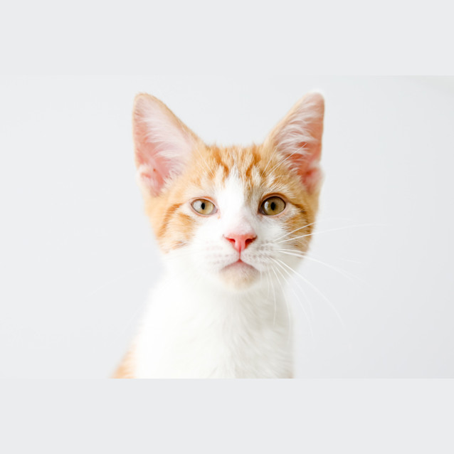 Photo of Gingerbread