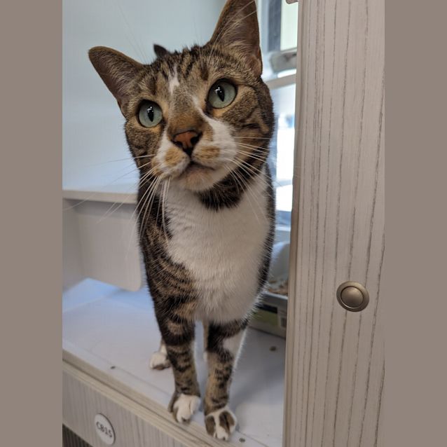 Photo of Pablo Patchypaws