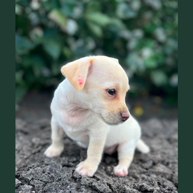 Photo of Bean And Chip