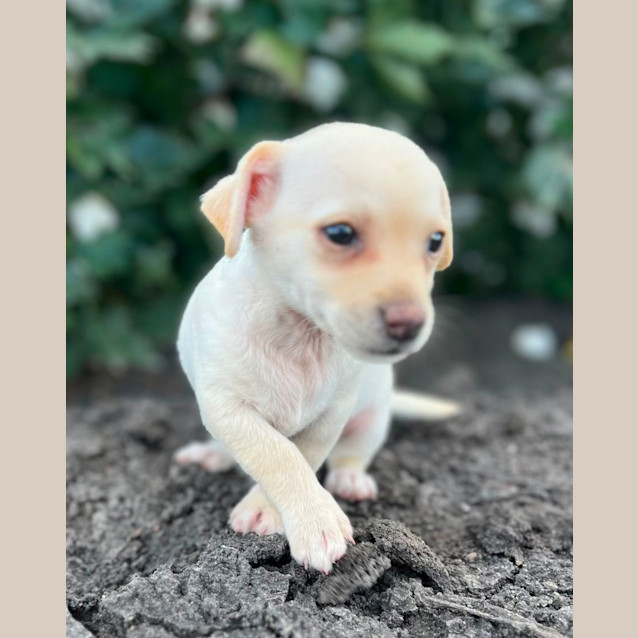 Photo of Bean And Chip