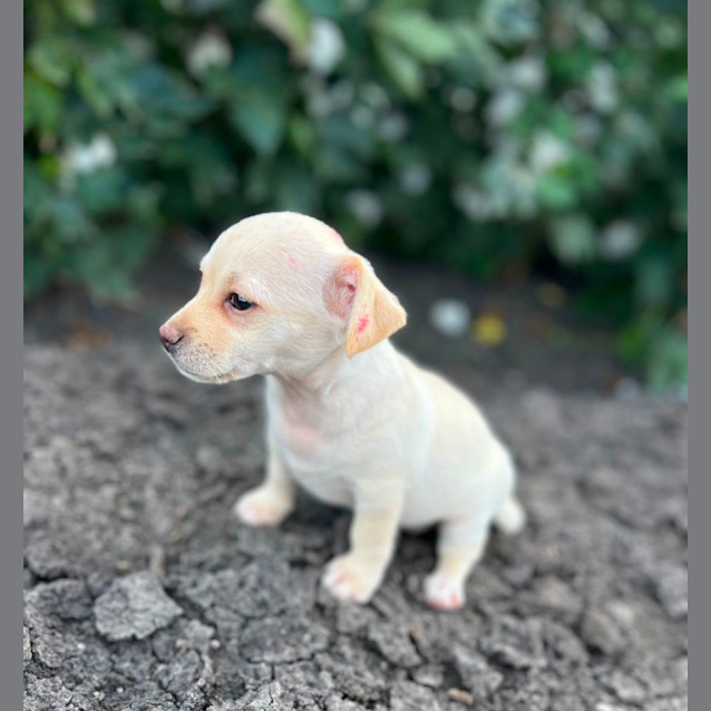 Photo of Bean And Chip