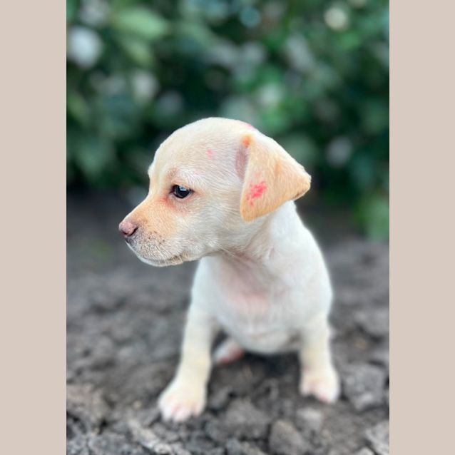 Photo of Bean And Chip