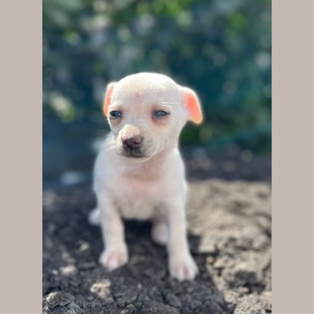 Photo of Bean And Chip