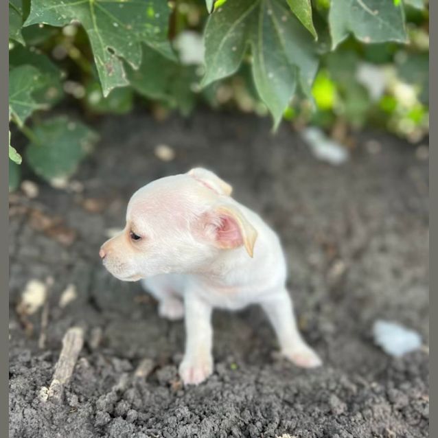 Photo of Bean And Chip