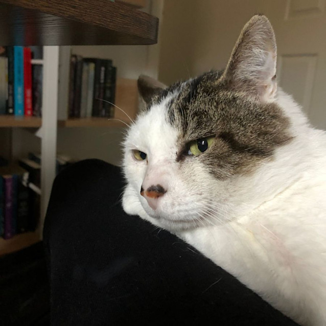 Photo of Max   Located In Melton West