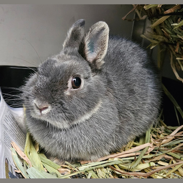 Photo of Viola