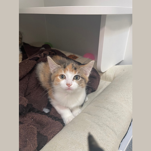 Photo of Willow
