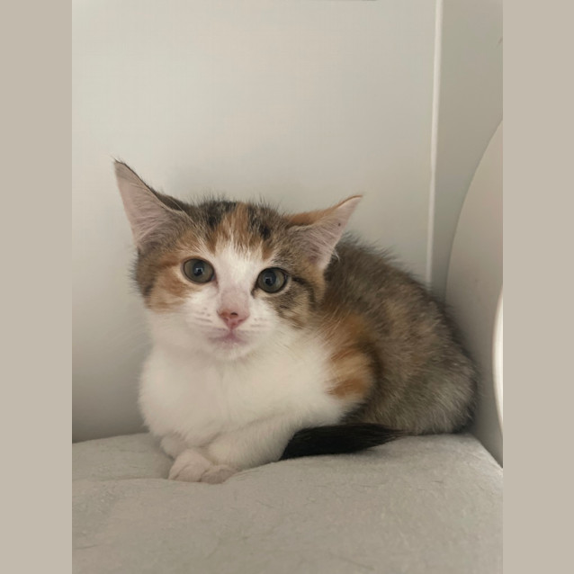 Photo of Willow