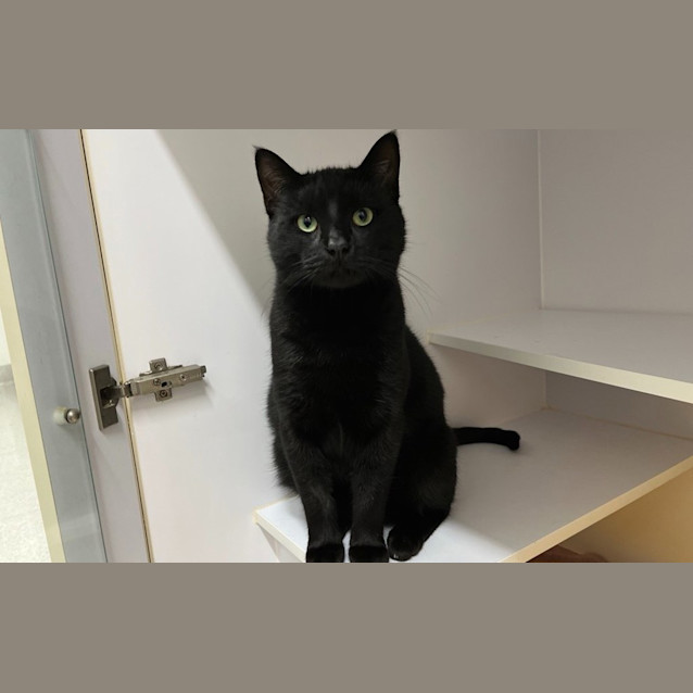 Photo of Otis
