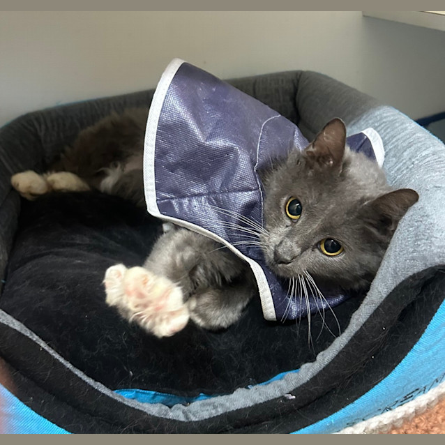 Photo of Gizmo