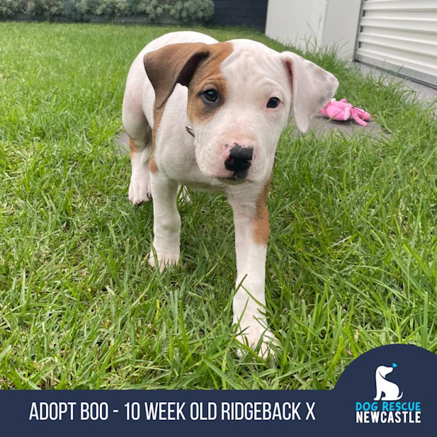 Photo of Boo   10 Week Old Ridgeback X (Trial)