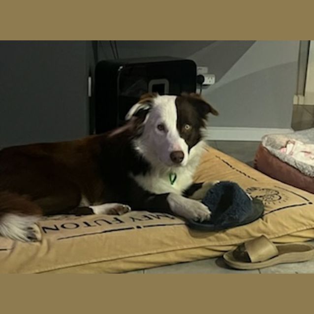 Photo of Patch