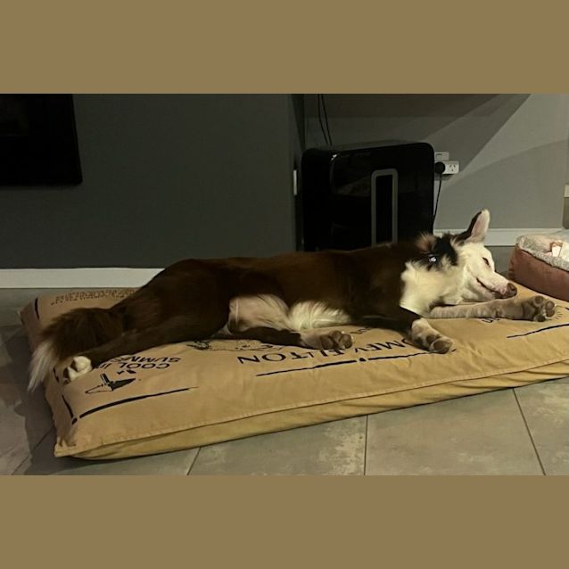 Photo of Patch