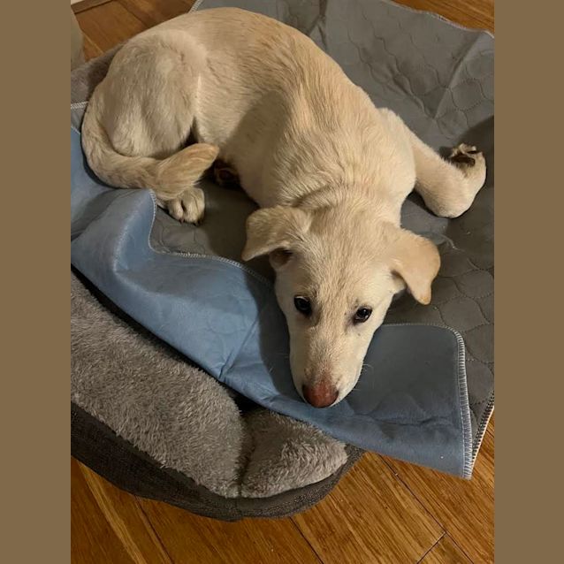 Photo of Charlie