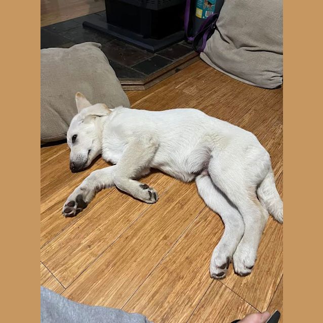 Photo of Charlie
