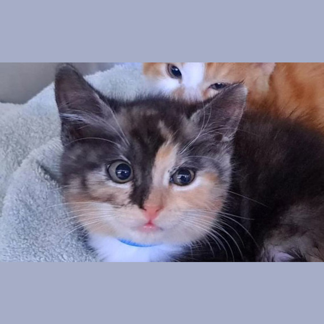 Photo of Princess Daisy