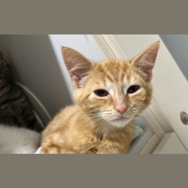 Photo of Ginger