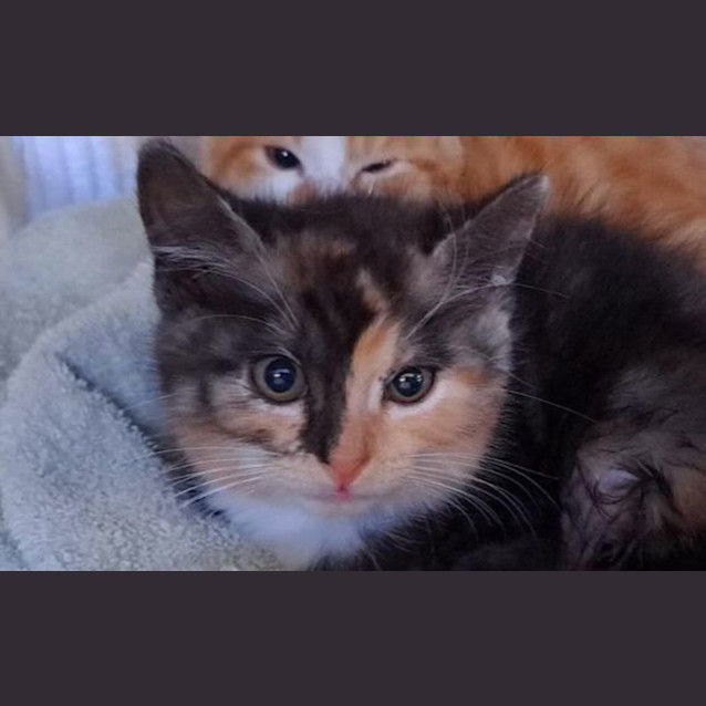 Photo of Princess Daisy