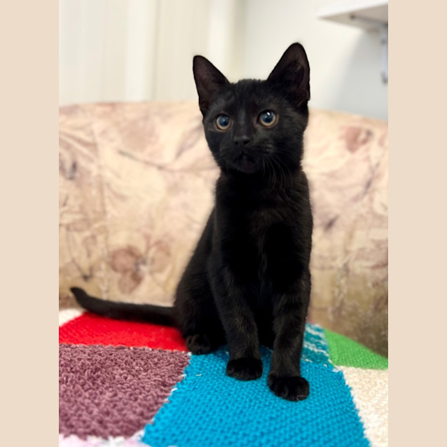Photo of Filbert