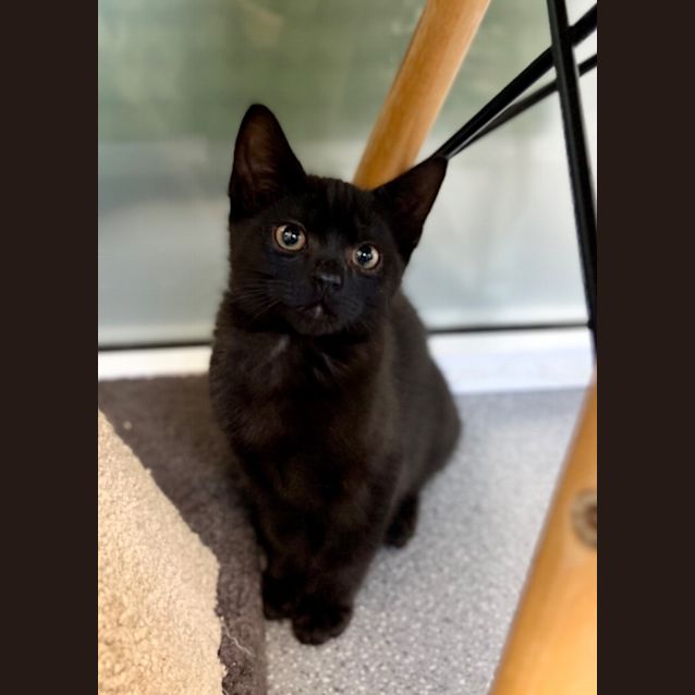 Photo of Noir