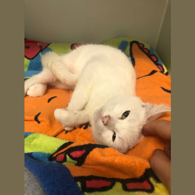 Photo of Olaf 