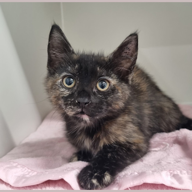 Photo of Brownie
