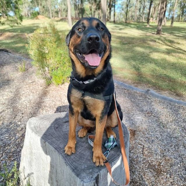 Photo of Moose