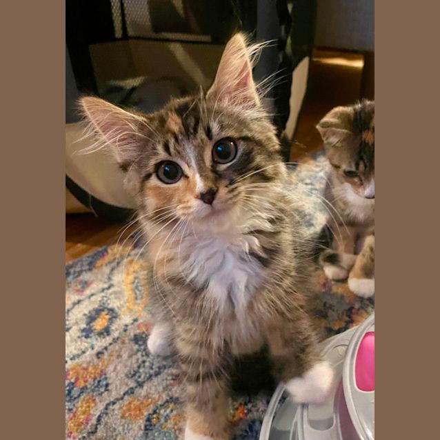 Photo of Nala & Bambi 